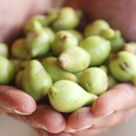 New natural preservative and antioxidant - Kakadu Plum