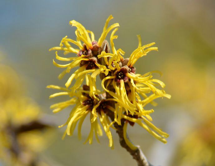 Witch hazel is so magical