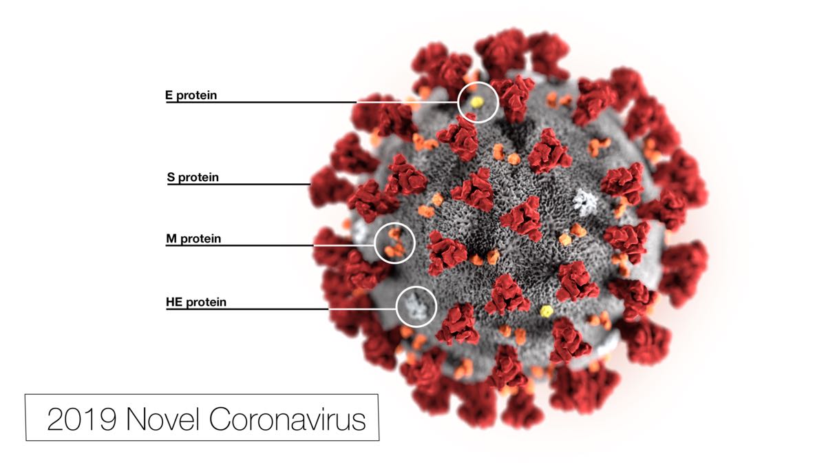 The weakness of the Novel coronavirus COVID-19